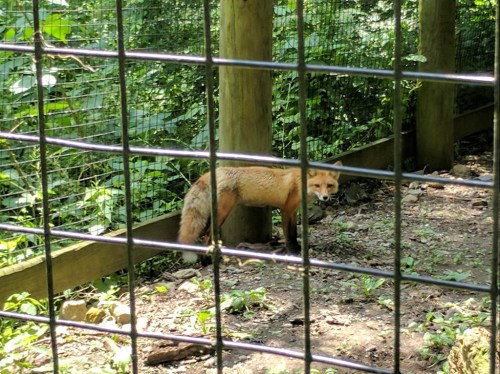 A fox stands behind a wire fence in a wooded area, surrounded by greenery and dirt.