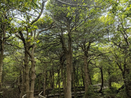 Lush green forest with twisted trees and a wooden path winding through the undergrowth. Bright sunlight filters through leaves.
