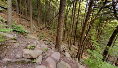 A winding trail through a dense forest with tall trees and rocky ground, surrounded by greenery.