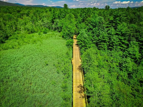A wooden boardwalk winding through lush green vegetation and trees under a bright blue sky.