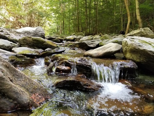 A serene stream flows over rocks in a lush green forest, surrounded by trees and natural beauty.