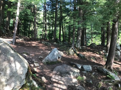 A serene forest scene with tall trees, scattered rocks, and dappled sunlight on the forest floor.