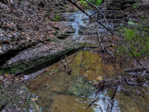 A serene stream flows through a rocky, wooded area, surrounded by fallen leaves and branches.