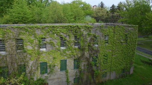 Abandoned building covered in green ivy, surrounded by lush trees and greenery.
