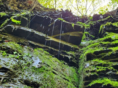 A view looking up at moss-covered rock walls with water dripping down, surrounded by lush greenery.