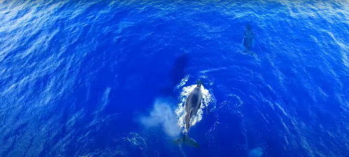 Aerial view of two whales swimming in deep blue ocean water, creating ripples and shadows beneath the surface.