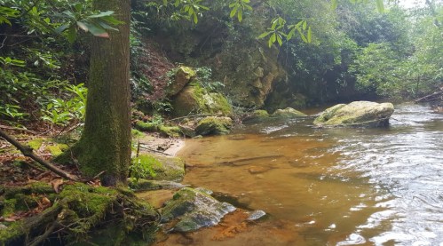A serene forest scene featuring a calm stream, mossy rocks, and lush greenery along the water's edge.
