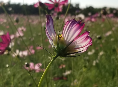 A close-up of a pink and white flower with a blurred field of flowers in the background.