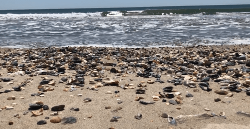 A sandy beach covered with various seashells, with gentle waves lapping at the shore under a clear blue sky.