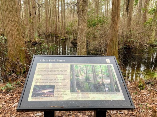 A sign titled "Life in Dark Waters" stands in a wooded area near a dark, reflective swamp. Trees surround the scene.