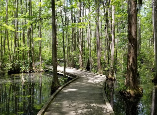 A wooden boardwalk winds through a lush green forest with tall trees and calm water reflecting the surroundings.