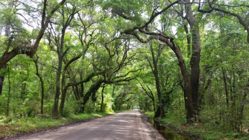 A serene dirt road lined with lush green trees, creating a natural canopy overhead.