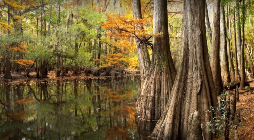 A serene forest scene with cypress trees reflecting in calm water, surrounded by vibrant autumn foliage.