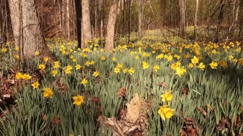 A vibrant field of yellow daffodils blooming among trees in a serene forest setting.