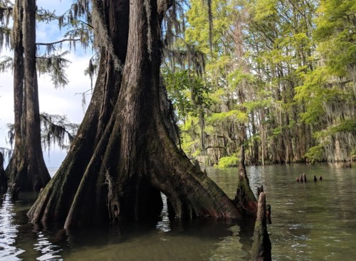 A serene swamp scene featuring cypress trees with moss, reflected in calm water under a cloudy sky.
