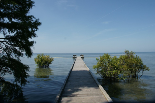 A wooden dock extends into calm water, surrounded by greenery under a clear blue sky.