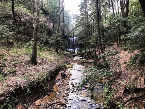 A serene forest scene featuring a waterfall cascading into a stream, surrounded by lush greenery and trees.
