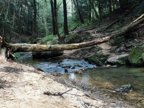 A serene forest scene featuring a fallen tree over a clear stream, surrounded by lush greenery and rocky terrain.