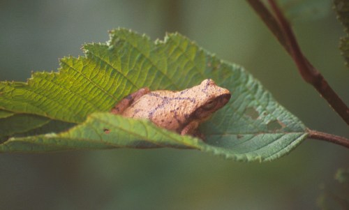 A small brown frog resting on a green leaf, partially hidden among the foliage.