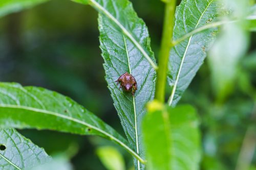 A brown beetle resting on a green leaf, surrounded by lush foliage.