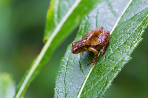 A small brown frog perched on a green leaf, surrounded by blurred greenery in the background.