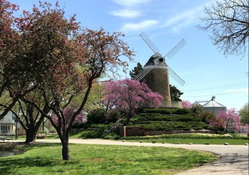 A windmill surrounded by blooming pink trees and green grass on a sunny day.