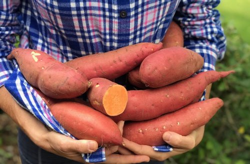 A person holds a bundle of fresh sweet potatoes, with one cut in half, on a blue and white checkered cloth.