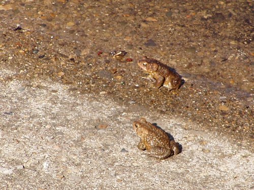 Two brown toads sit on a rocky surface near a shallow puddle.