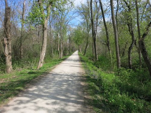A serene dirt path lined with trees and greenery, leading into the distance under a blue sky.