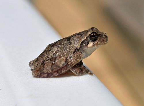 A small, brown frog perched on a white surface, with a blurred background.