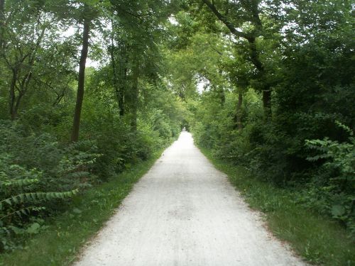 A serene, tree-lined path surrounded by lush greenery, leading into the distance on a gravel trail.
