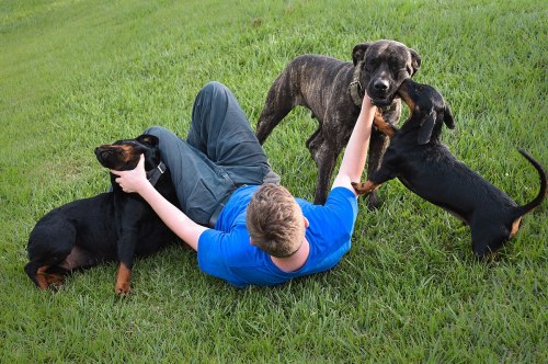 A person in a blue shirt lies on grass, playing with three dogs, two Rottweilers and a brindle dog.