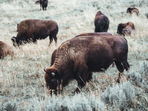 A herd of bison grazing in a grassy field with a muted, natural background.