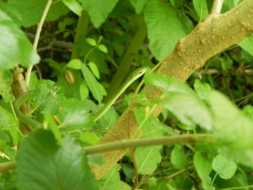 A green snake camouflaged among green leaves and branches in a natural setting.