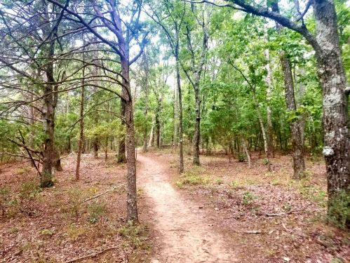 A winding dirt path through a lush green forest with tall trees and scattered underbrush.