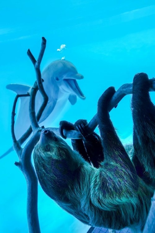 A sloth hangs from a branch underwater, while a dolphin swims playfully in the background.