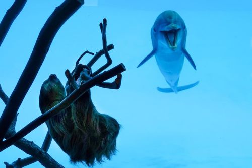 A sloth hangs on a branch while a dolphin swims nearby in a clear blue aquarium.