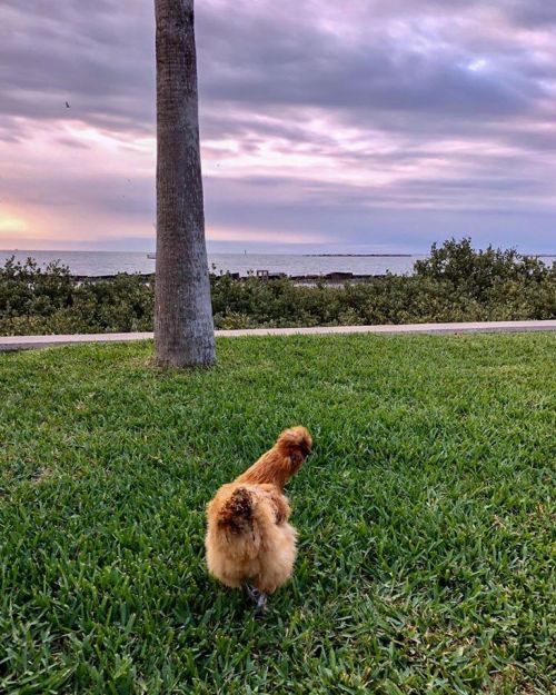A fluffy chicken walks on green grass near a beach at sunset, with a palm tree in the background.