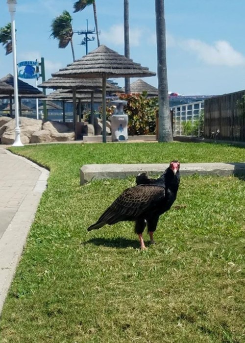 A black vulture stands on green grass in a park, with palm trees and a beachside structure in the background.