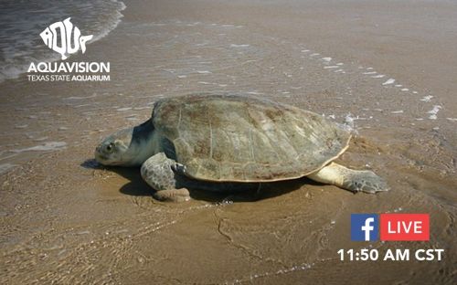 A sea turtle on the beach with a logo for Aquavision and a Facebook Live announcement.