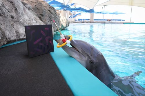 A dolphin holds a paintbrush in its mouth, next to a colorful canvas in a pool setting.