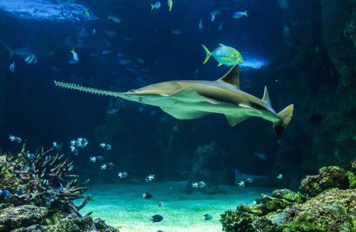 A sawfish swims gracefully in an aquarium, surrounded by various colorful fish and coral.