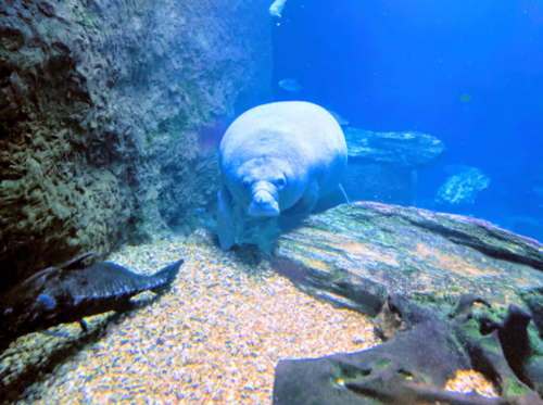 A manatee swims near the ocean floor, surrounded by rocks and small fish in a blue underwater environment.