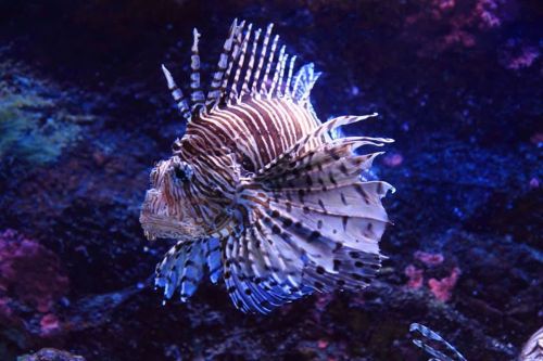 A colorful lionfish swims gracefully in a vibrant underwater environment.