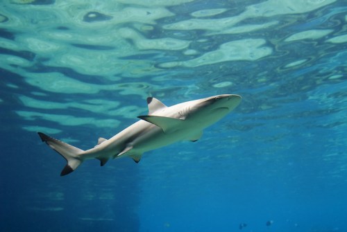 A shark swims gracefully beneath the surface of clear blue water, with light reflecting off the waves above.