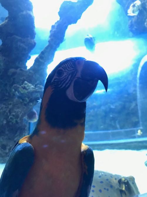 A close-up of a colorful parrot in an aquarium, with blue water and fish in the background.