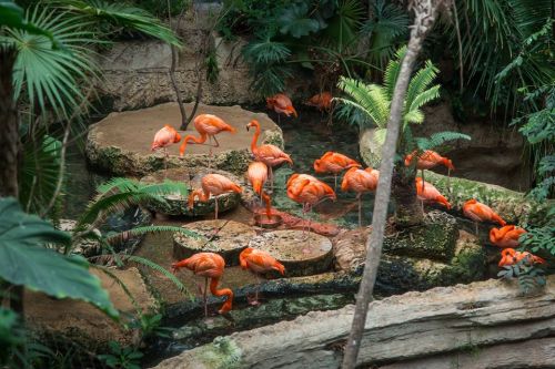 A group of vibrant pink flamingos standing on rocks near a pond, surrounded by lush green foliage.