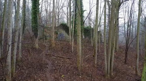 A misty forest scene with tall trees and a partially hidden stone ruin covered in ivy.
