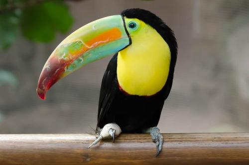 A colorful toucan perched on a wooden branch, showcasing its vibrant yellow and green feathers and large, multicolored beak.