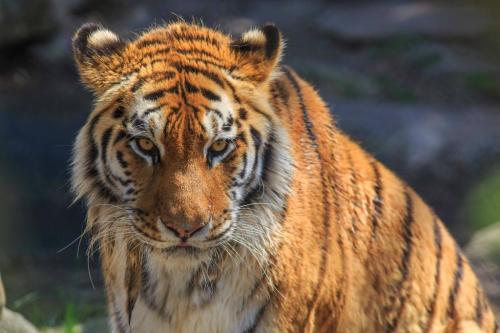 Close-up of a tiger with striking orange and black stripes, sitting calmly with a focused expression.